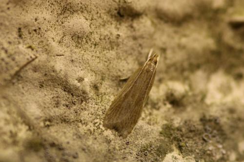 Réf. 247 659 : Helcystogramma rufescens